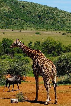 了不起的非洲公园封面图